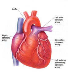 organs organs