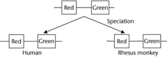 orthologous genes orthologous genes