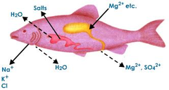 osmoregulation osmoregulation