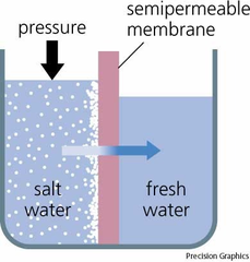 osmosis osmosis