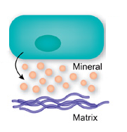 osteoblasts osteoblasts