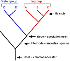 outgroups outgroups
