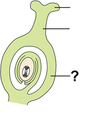 ovary ovary