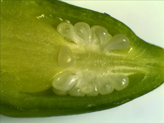 ovule ovule