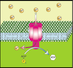 oxidative phosphorylation oxidative phosphorylation