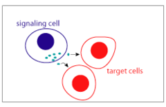 paracrine signaling paracrine signaling