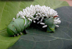 parasitoidism parasitoidism