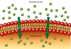 passive transport passive transport