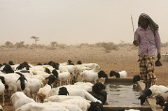 Pastoralist