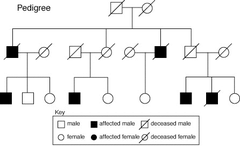 pedigree pedigree