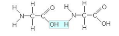 peptide bond peptide bond