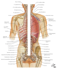 Peripheral Nervous System (PNS) Peripheral Nervous System (PNS)