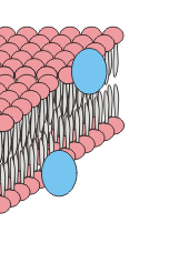 peripheral proteins peripheral proteins