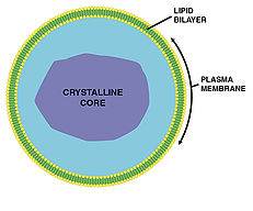 peroxisome peroxisome