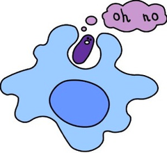 phagocytosis phagocytosis