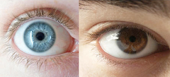 phenotype phenotype
