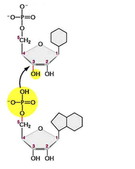 phosphodiester bonds phosphodiester bonds