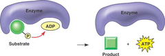 phosphorylation phosphorylation
