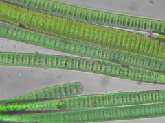photoautotrophs photoautotrophs