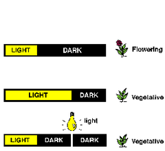 photoperiodism photoperiodism