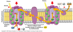 photosystem photosystem