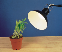 phototropism phototropism