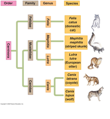 phylogenetic trees phylogenetic trees