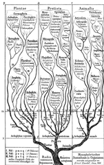 phylogeny phylogeny