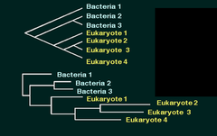 phylograms phylograms