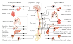 physiology physiology