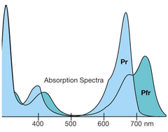 phytochromes phytochromes