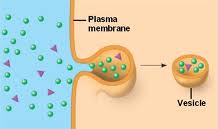 pinocytosis pinocytosis