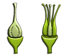 pistil pistil