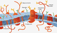 plasma membrane plasma membrane