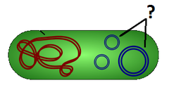 plasmid plasmid