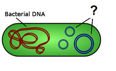 plasmids plasmids