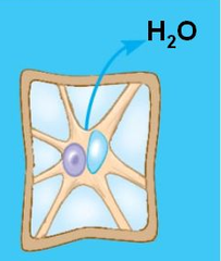 plasmolysis plasmolysis