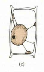 plasmolyze plasmolyze