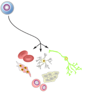 pluripotent pluripotent