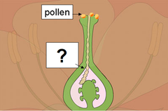pollen tube pollen tube