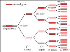 polymerase chain reaction (PCR) polymerase chain reaction (PCR)