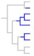 polyphyletic group polyphyletic group