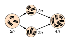 polyploidy polyploidy