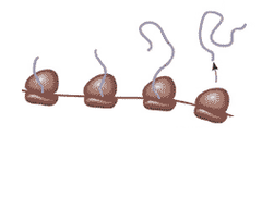 polyribosomes polyribosomes