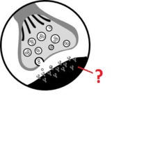 postsynaptic cell postsynaptic cell