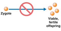 postzygotic barriers postzygotic barriers