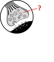 presynaptic cell presynaptic cell