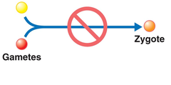 prezygotic barriers prezygotic barriers