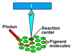 primary electron acceptor primary electron acceptor