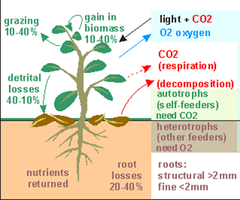 primary production primary production